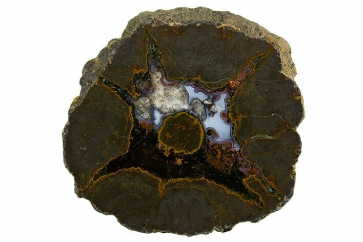Colorful Polished Thunderegg Half - Nevada #337830